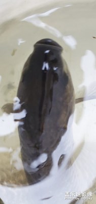 【地球日美食專題】+農(nóng)村的綠色食品