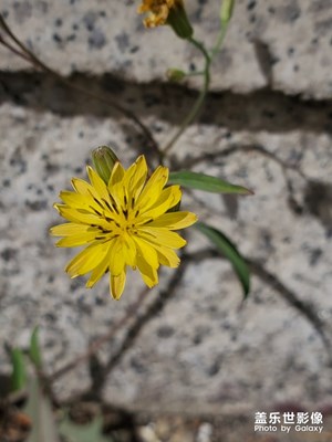 【春日麗影】+風中搖曳多姿的春