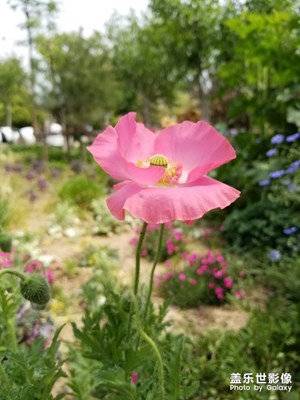 【春日麗影】+春之歌