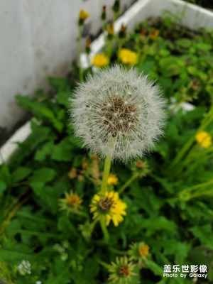 【春日麗影】+陽(yáng)臺(tái)上的春意