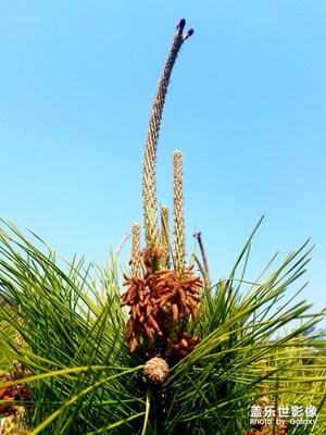 【春日麗影】+天好就要出來(lái)拍