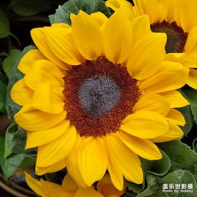 【春日麗影】+五彩世界