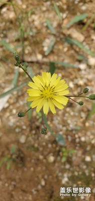 不用懷疑三星相機