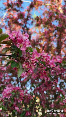 【春日麗影】+小城春影