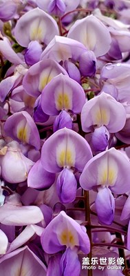 【春日麗影】+人間四月天