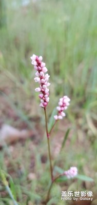 誰說三星拍照不好