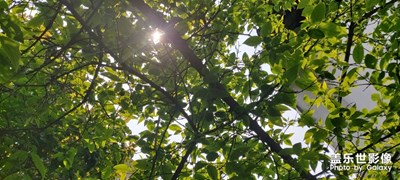 樹蔭下的微光