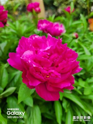 春天是什么，那是花的世界