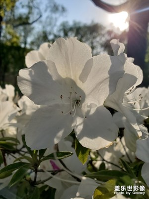 【春日麗影】+踏青游玩隨拍杜鵑花