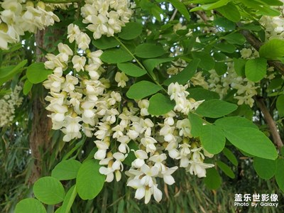 家門口的槐樹花