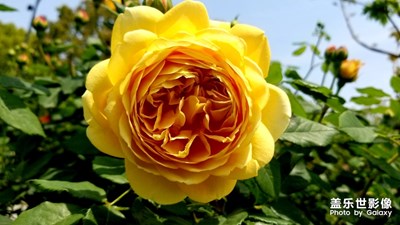 【春日麗影】+月季