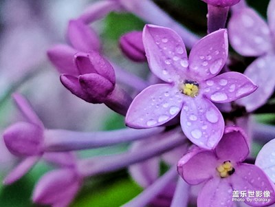 春日麗影+丁香花