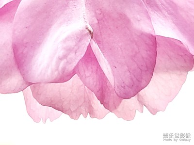 春日麗影+櫻花??