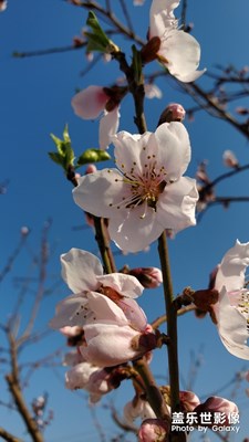 花。。。。。。。。。。。