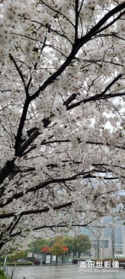 春日麗影一印象