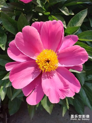 隨手拍-陸續(xù)綻放的芍藥花