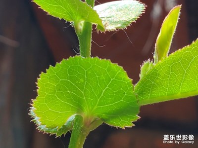 【享受生活】＋春夏之交的顏色