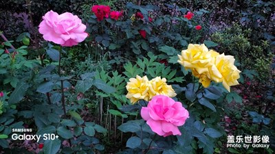 美來自“綻放的花朵”