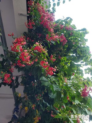 【享受生活】+街邊的奇花異草