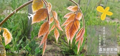 出來溜達，偷幾張回來！