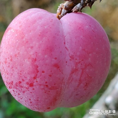 三華李之鄉(xiāng)錢排