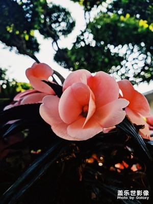 凈空.凈心.凈性