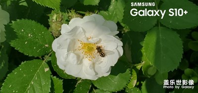 一只蜜蜂，一朵花！