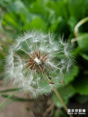 【精彩翻倍】+ 蒲公英的約定