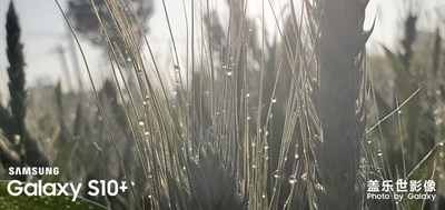 希望的麥苗，要成熟了