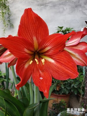 【精彩翻倍】+ 怒放的朱頂紅