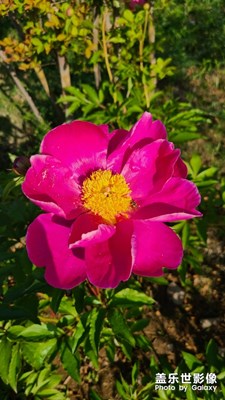 盛開(kāi)的芍藥