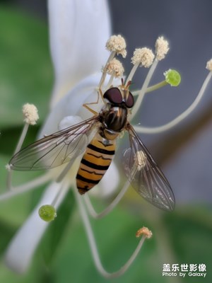 【精彩翻倍】+ 金銀花與蜜蜂??