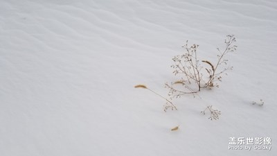 【精彩翻倍】+疾風(fēng)知勁草-雪