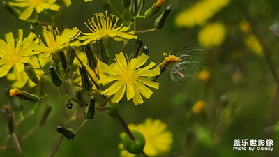 【印象五月】不一樣的長焦風(fēng)景