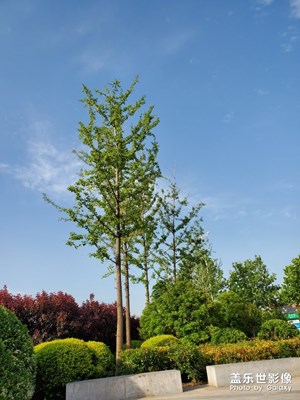 原相機(jī)拍的