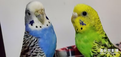 【印象五月】+五月蜀地