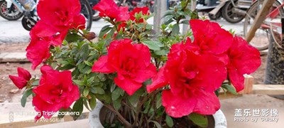 紅色花開(kāi)