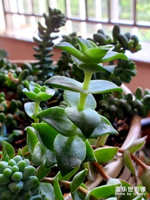 note10微距樣張參考