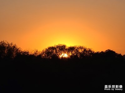 樹(shù)梢上的落日