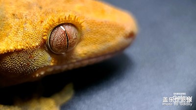 cuolicuoke的隨拍第三期