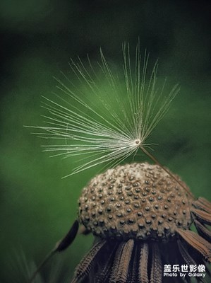 精彩翻倍+蒲公英