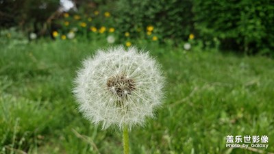 蒲公英