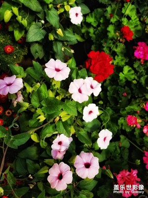 周末適合逛花市