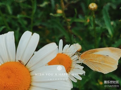 精彩翻倍【花與蝶】