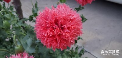 噓??????這是啥！