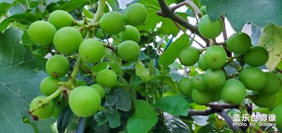 【在夏日】+夏日美景