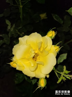 又到一年花開時