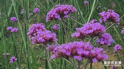 有一種顏色叫做浪漫