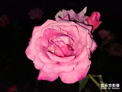 S20之夜拍花