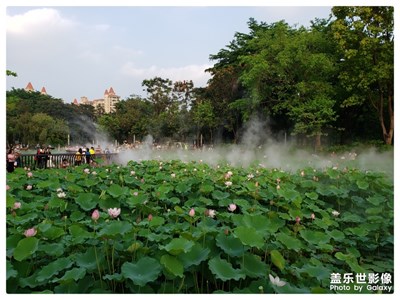 佛山南海亞藝藝術(shù)公園荷花